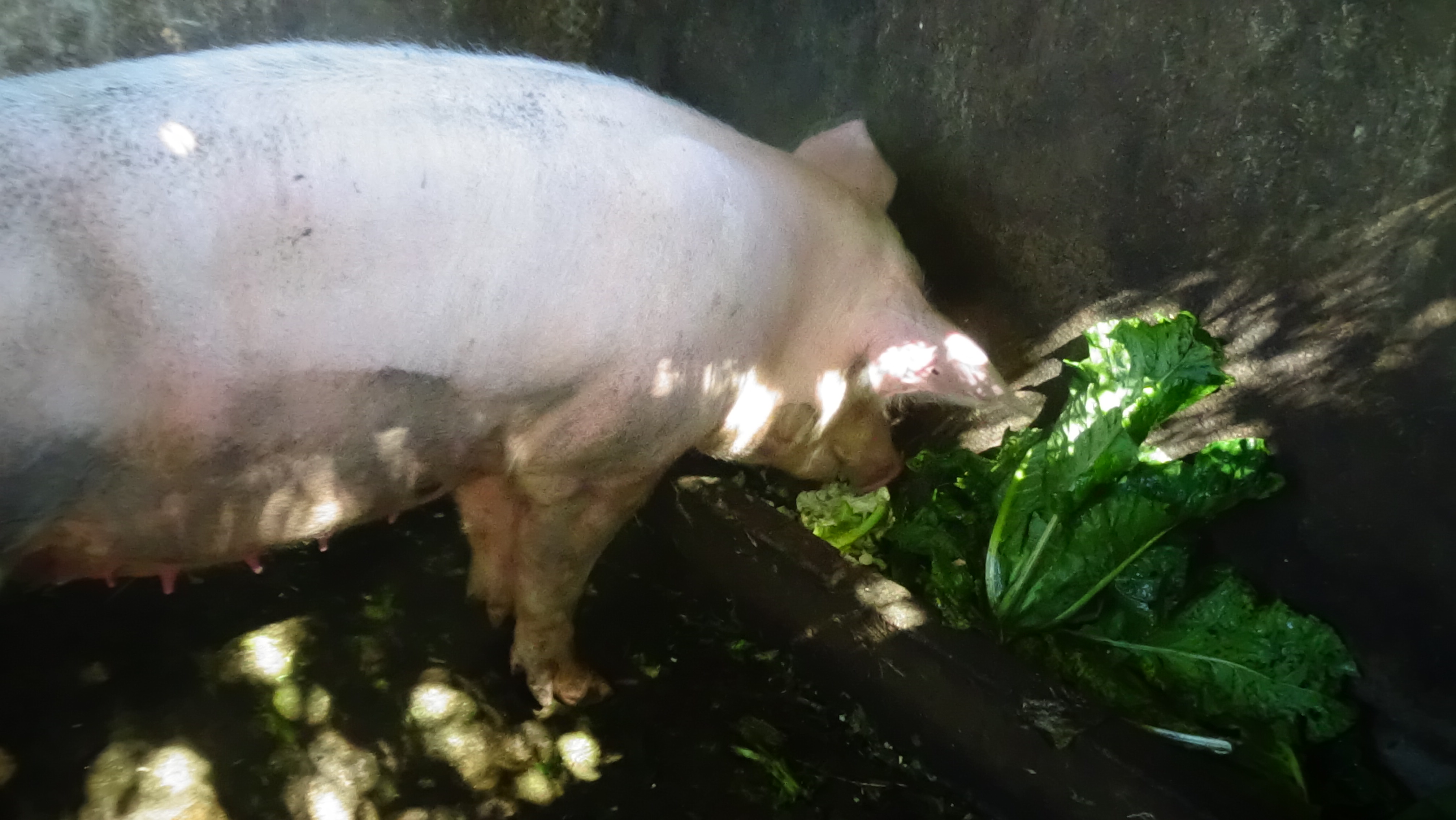 Alimentacion de cerdos 