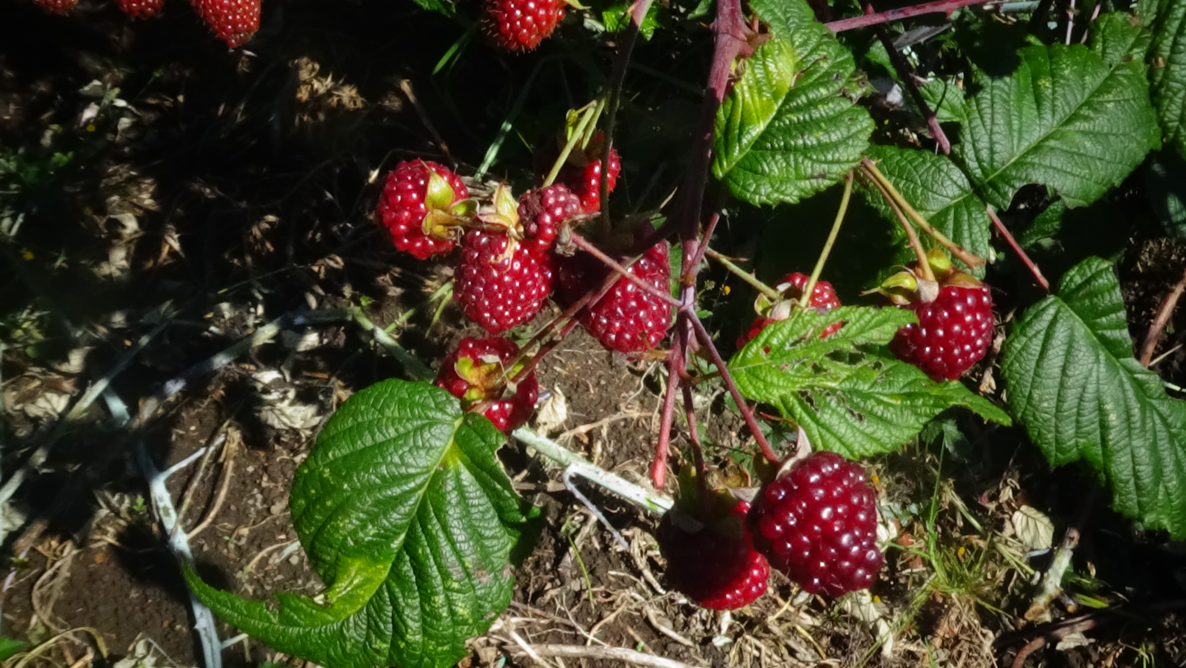 Cultivo de Mora